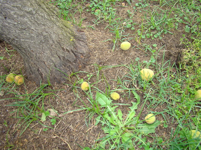 Sviluppo vegetale dell'' albicocco Prunus armeniaca